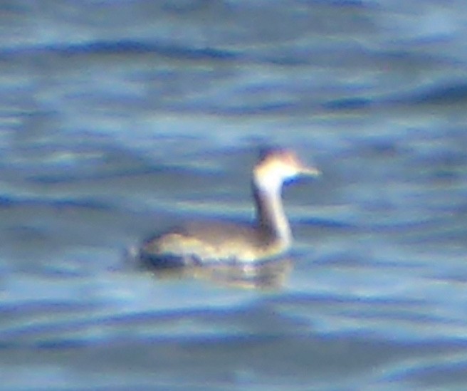 grebe sp. - ML644346057