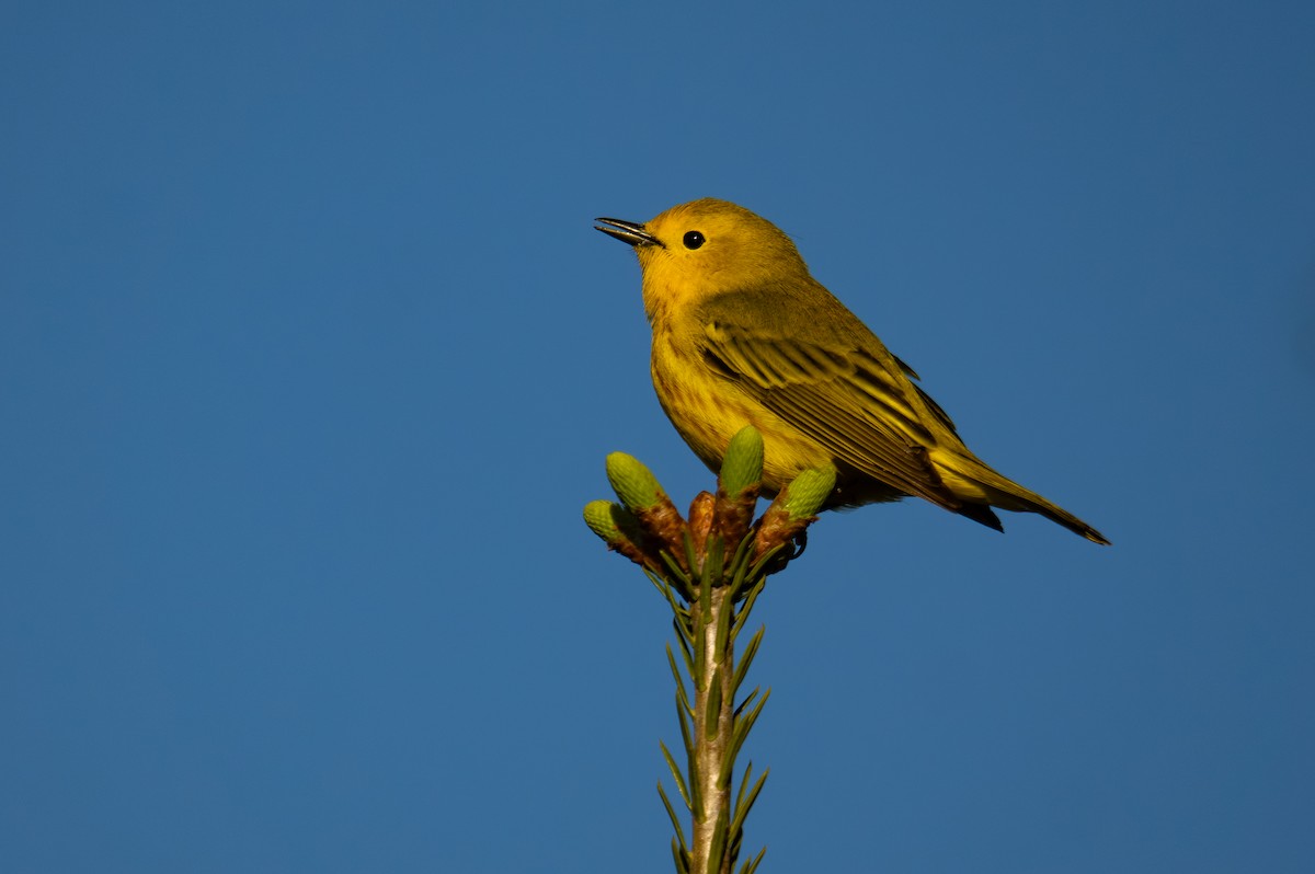 Sarı Ötleğen - ML644346059