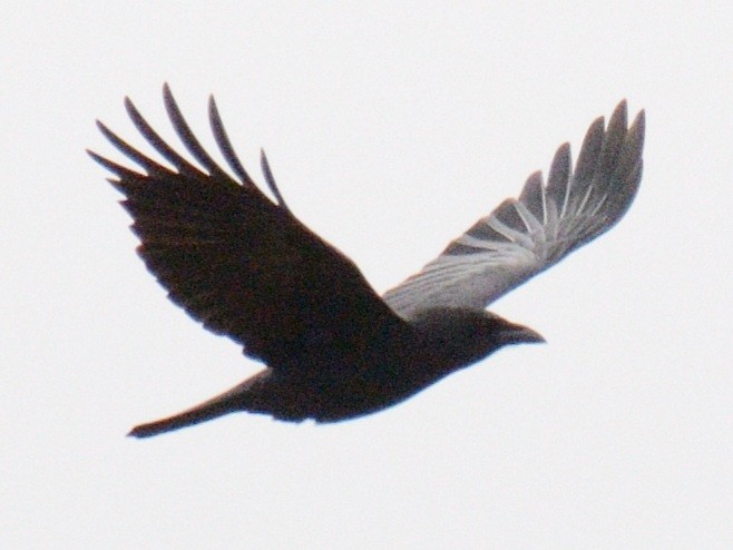 アメリカガラス - ML644346065