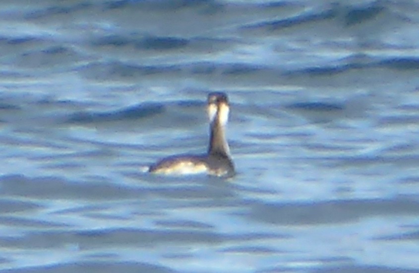 grebe sp. - ML644346067