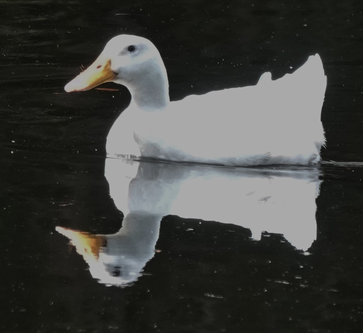 Canard colvert (forme domestique) - ML644346075