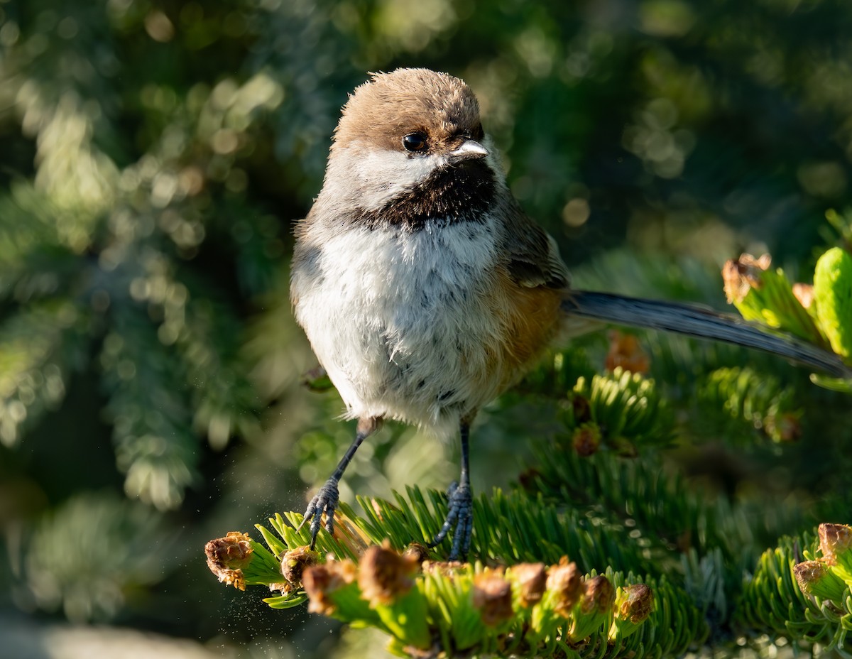 Mésange à tête brune - ML644346078