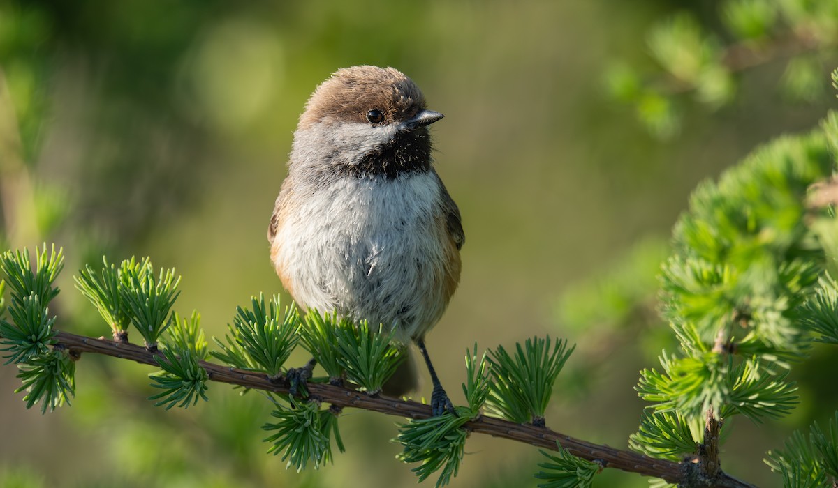 Mésange à tête brune - ML644346081