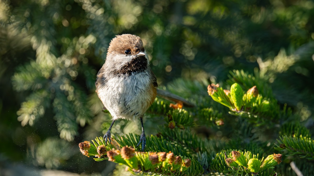 Mésange à tête brune - ML644346083