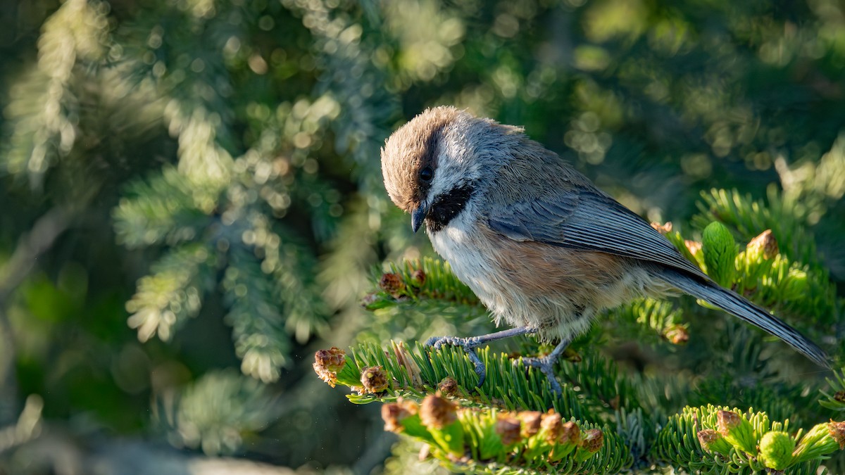 Mésange à tête brune - ML644346084