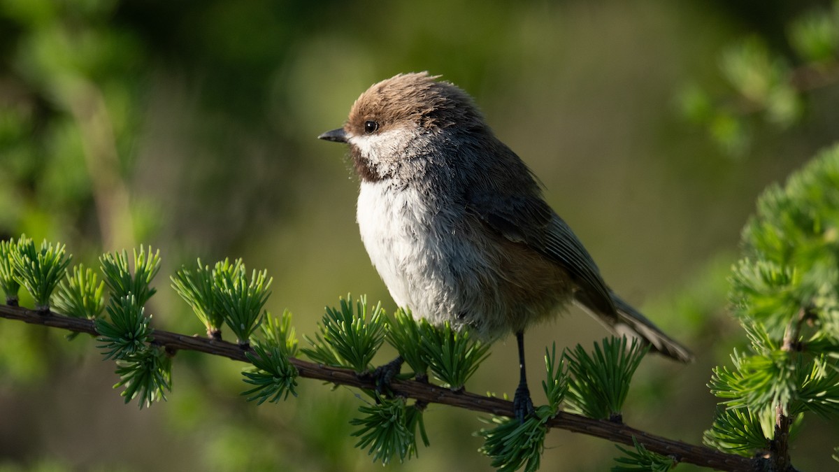 Mésange à tête brune - ML644346085