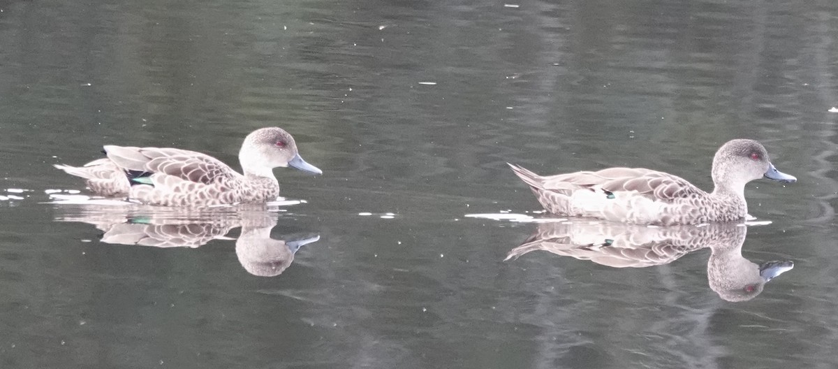 nomadeand - ML644346096