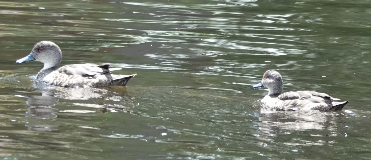 nomadeand - ML644346097