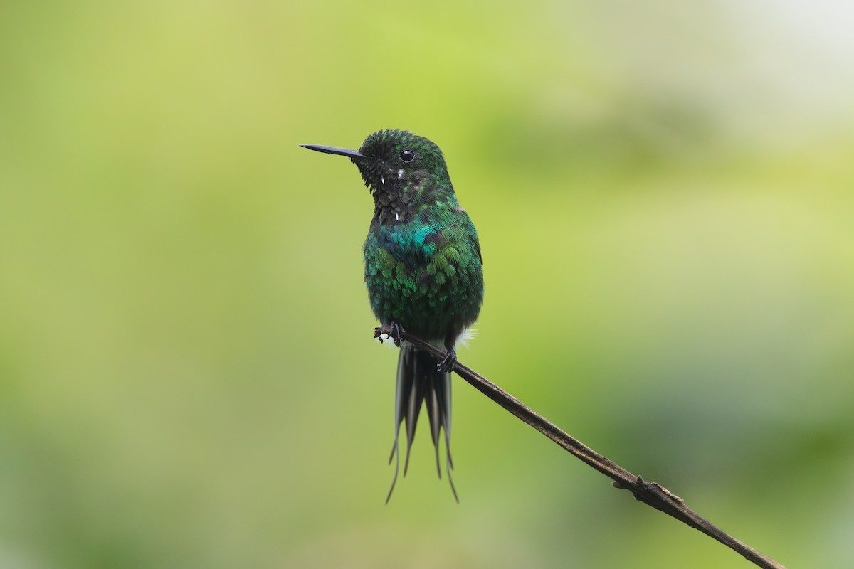 Yeşil Telkuyruk - ML644346100