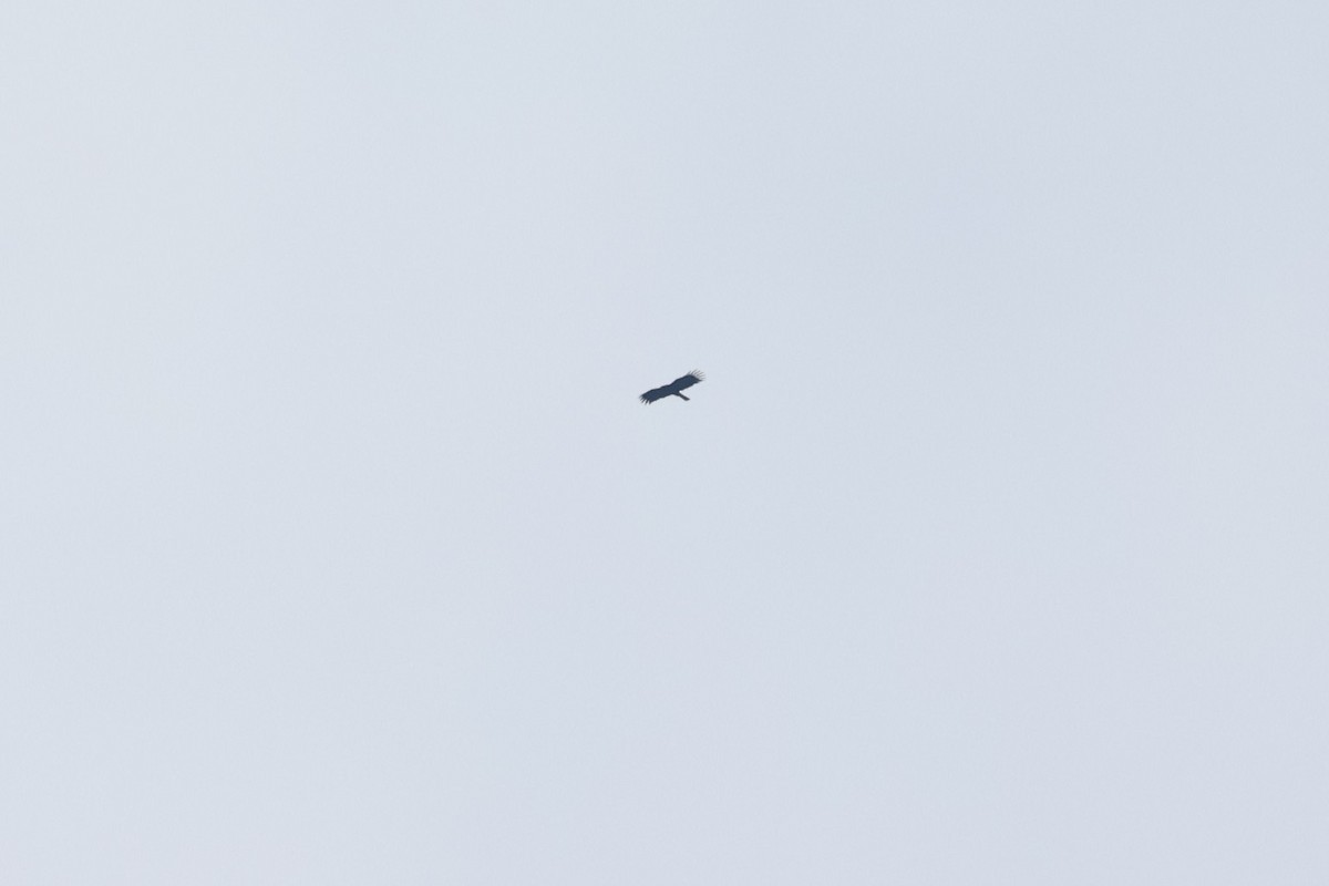 Орел чорний - ML644346101