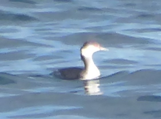 grebe sp. - ML644346103