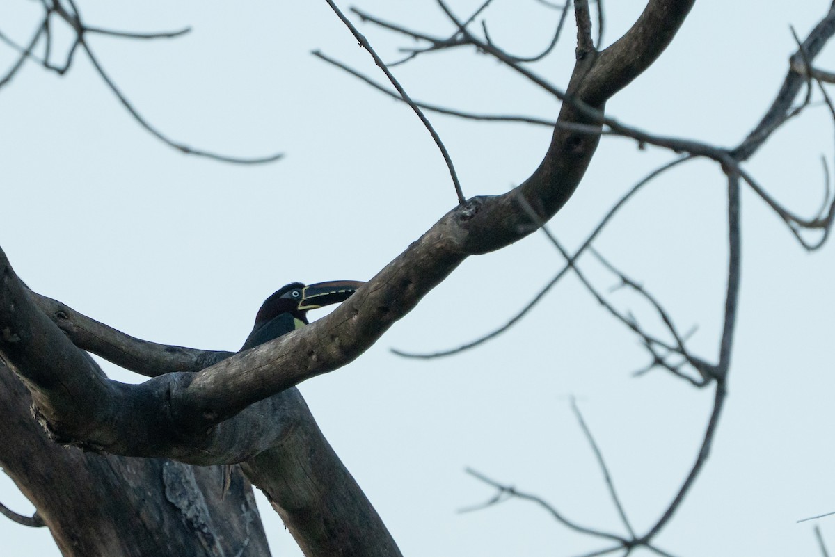 Braunohrarassari - ML644346106