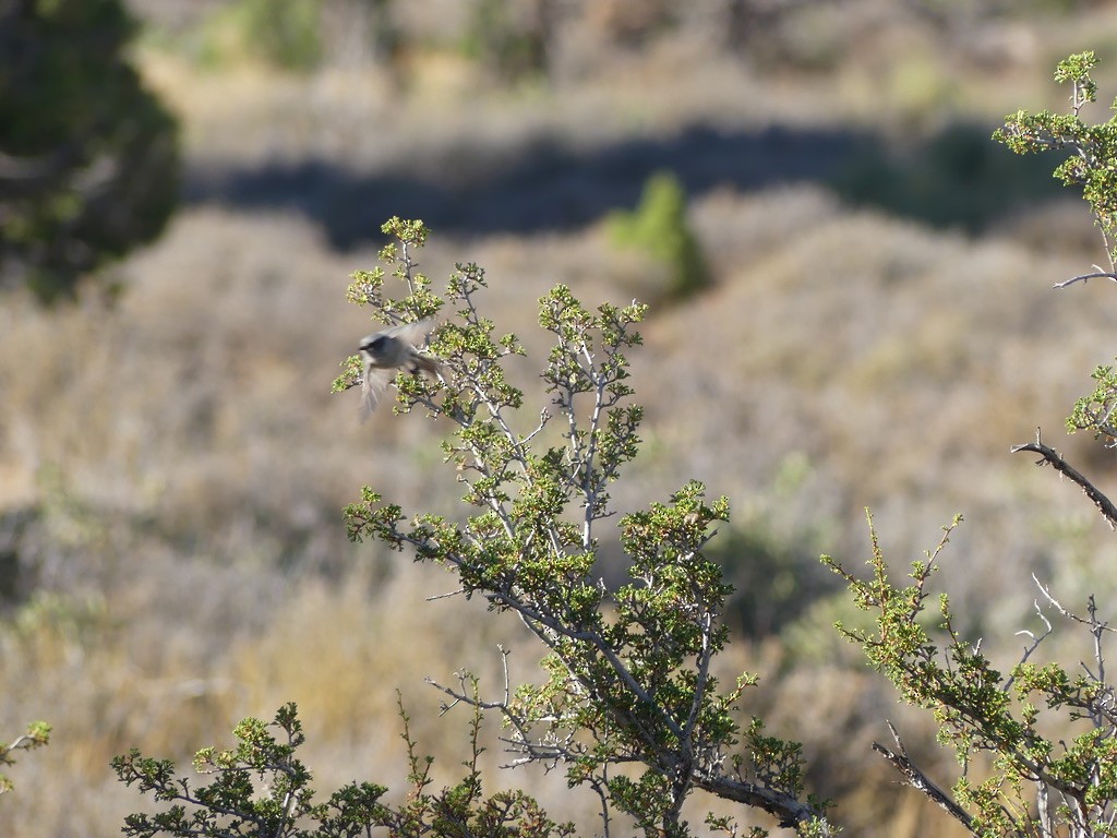 ヤブガラ（plumbeus） - ML644346108