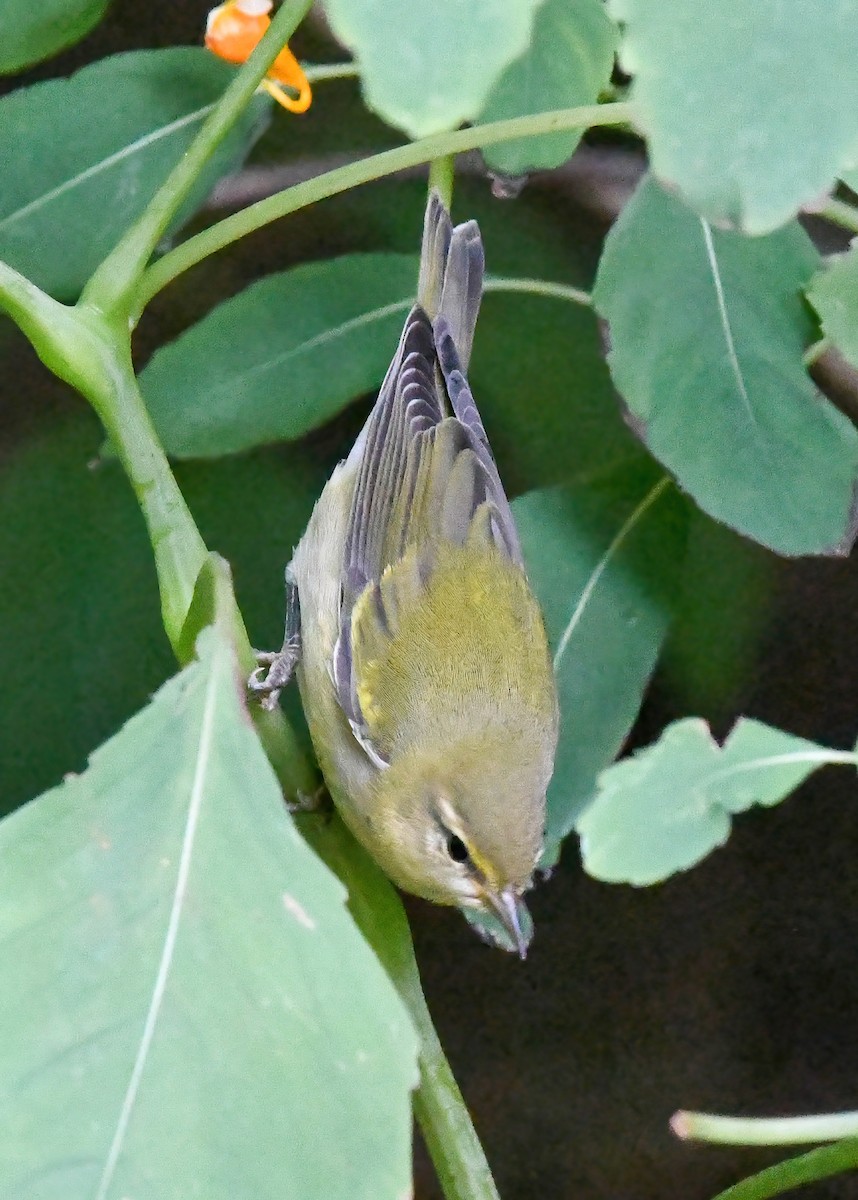 Tennessee Warbler - ML644346119