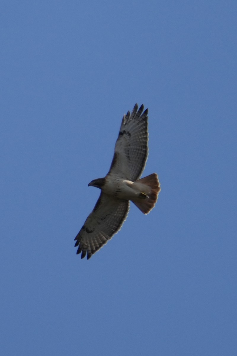 Red-tailed Hawk - ML644346127