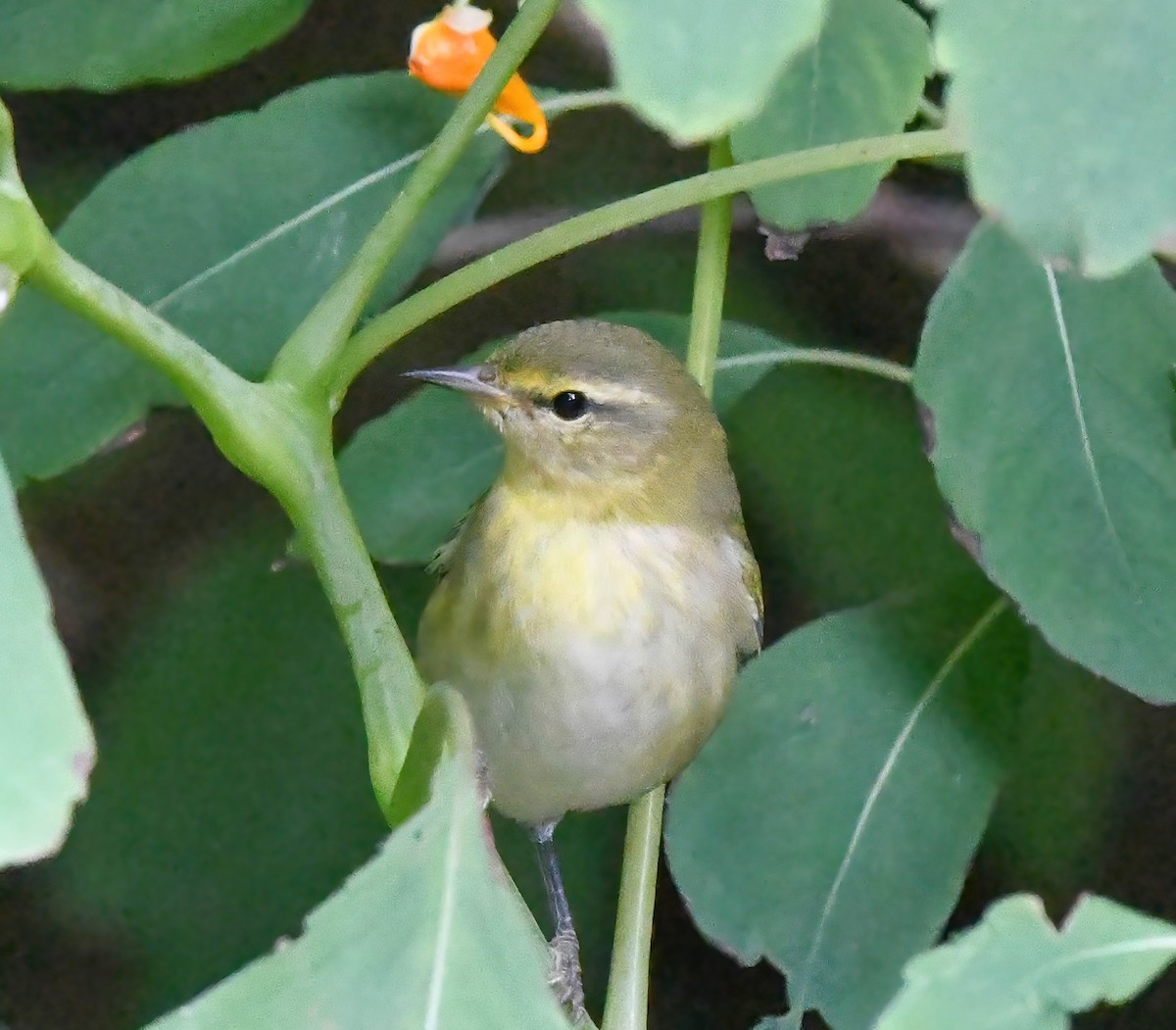 Tennessee Warbler - ML644346133
