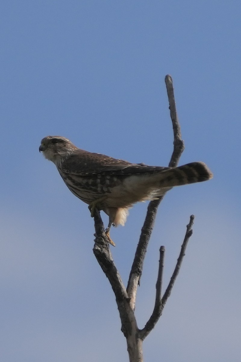 Merlin - ML644346134