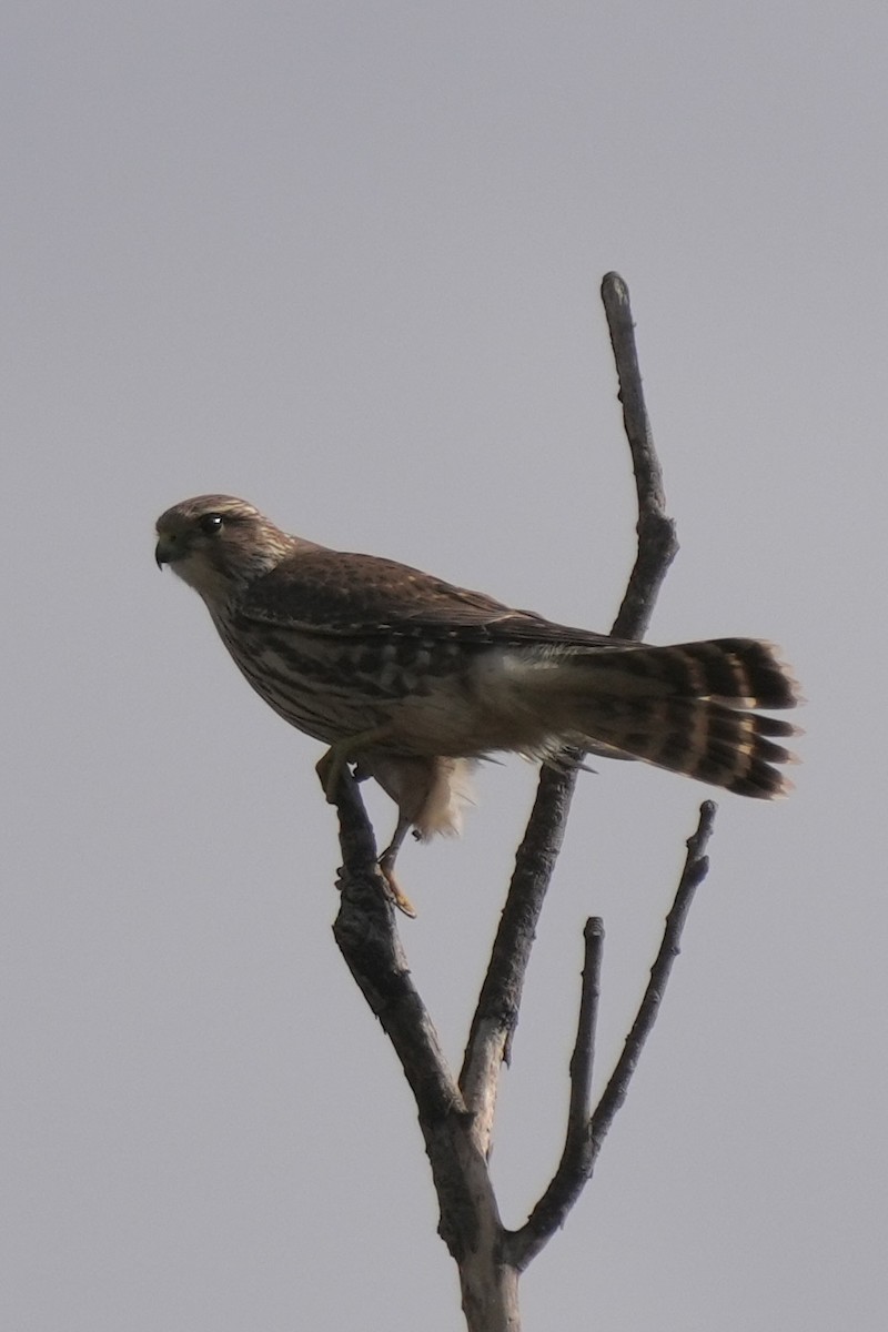 Merlin - ML644346135