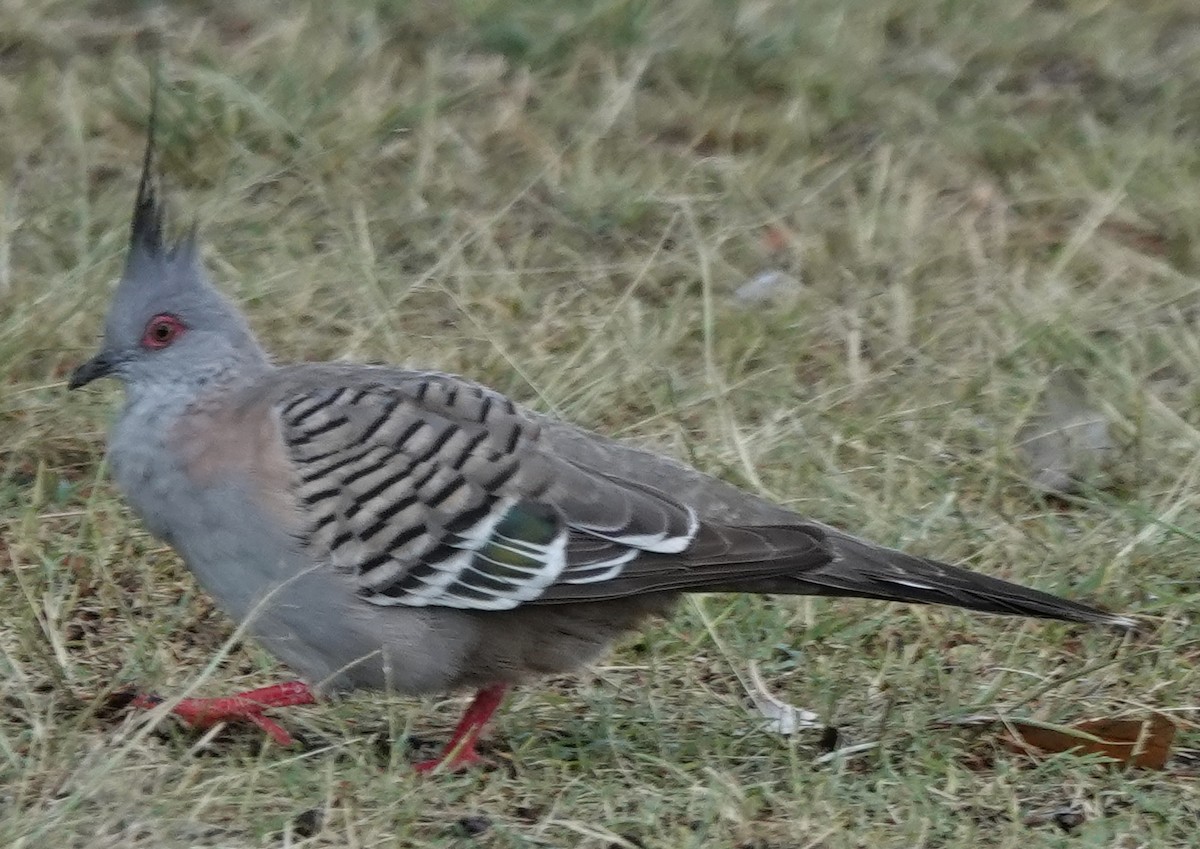 Crested Pigeon - ML644346141
