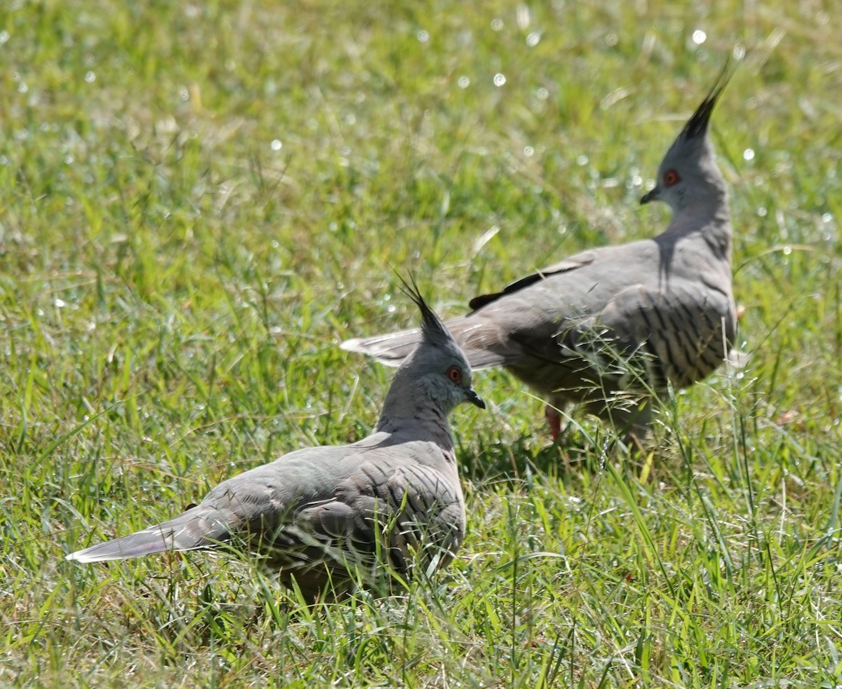 Crested Pigeon - ML644346142