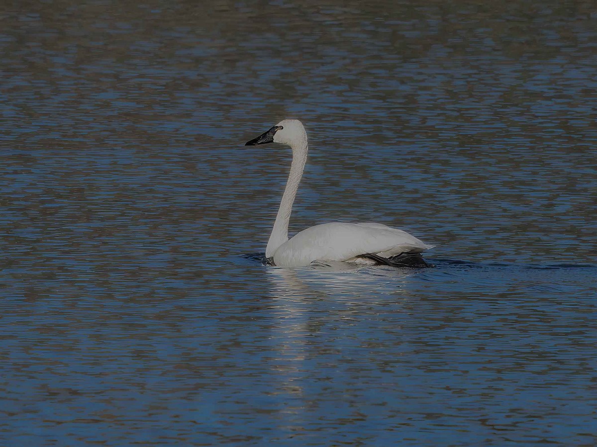 Tundra Swan - ML644346143