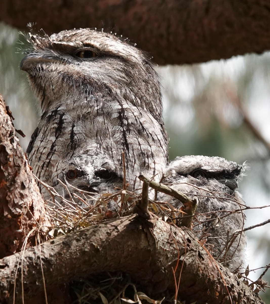 Tawny Frogmouth - ML644346146