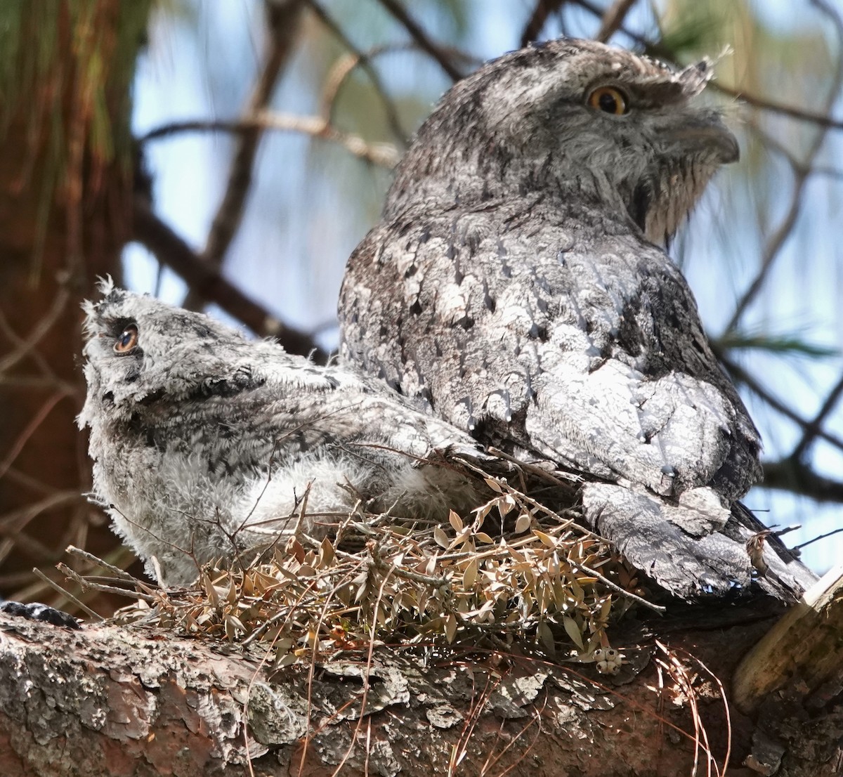 Tawny Frogmouth - ML644346147