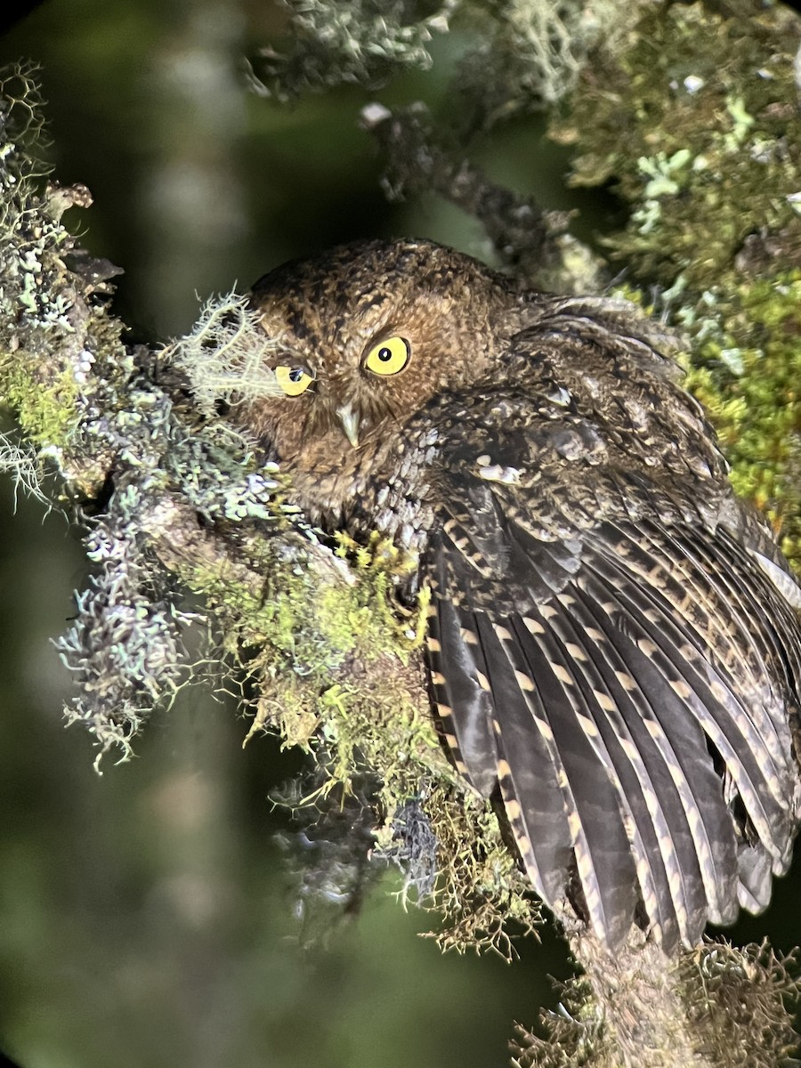 Bare-shanked Screech-Owl - ML644346148