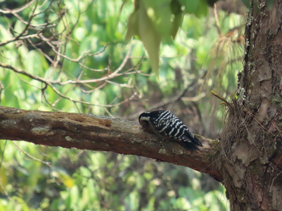 Stripe-breasted Woodpecker - ML644346152