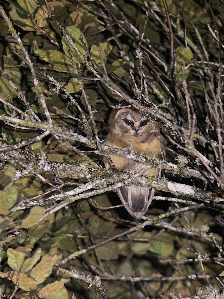 Ridgwaykauz - ML644346160