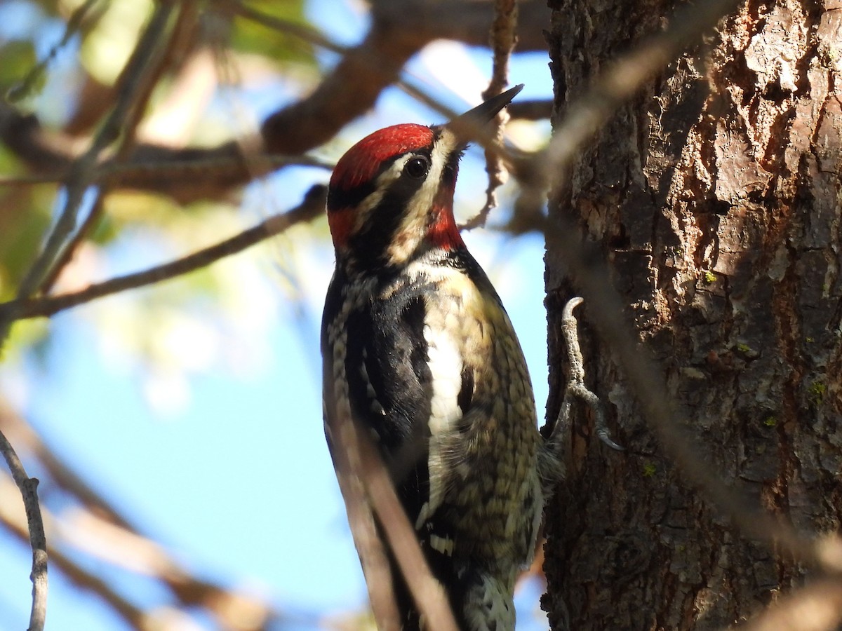 Rotnacken-Saftlecker - ML644346167