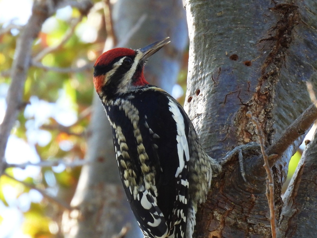 Rotnacken-Saftlecker - ML644346168