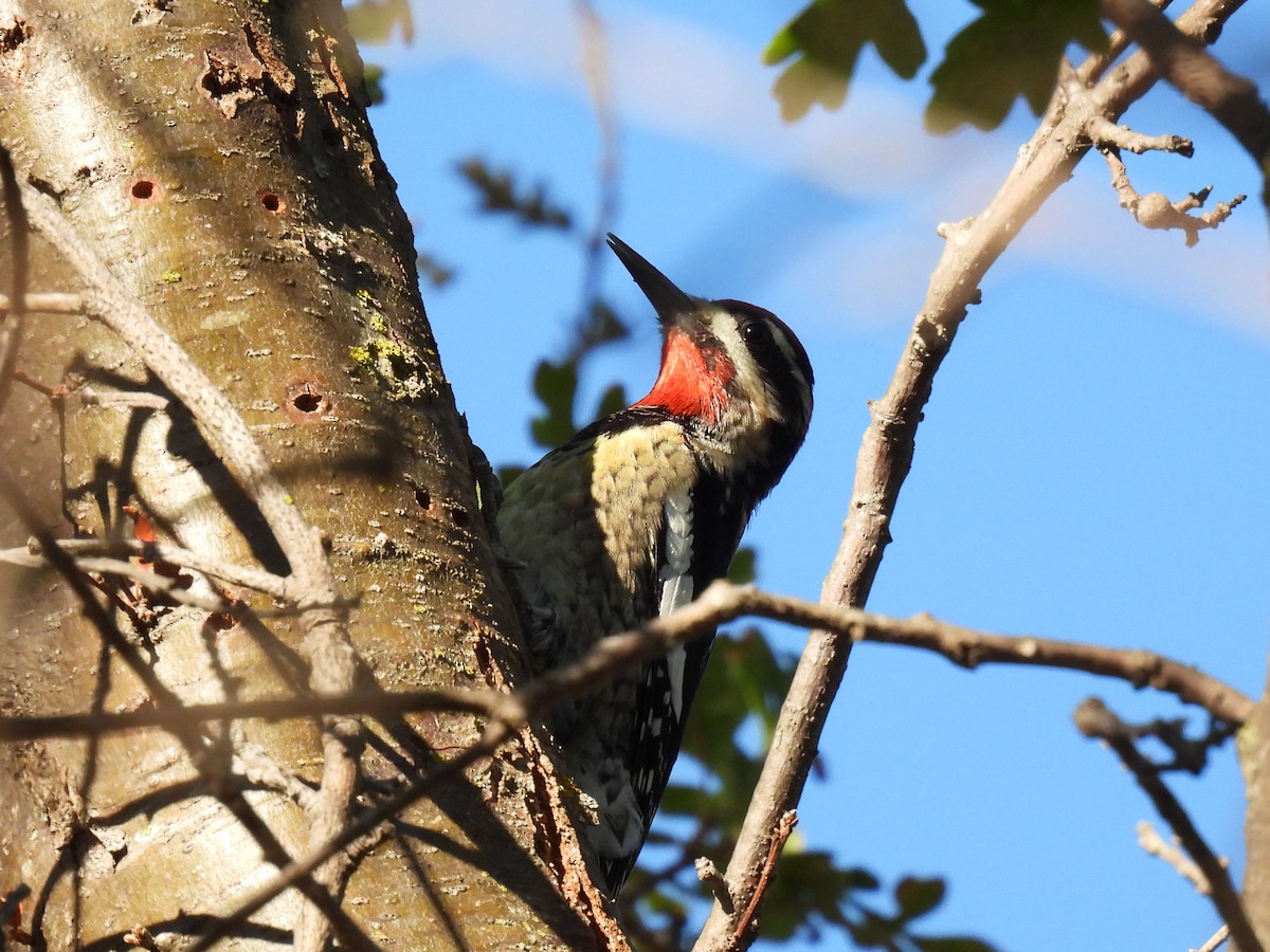 Rotnacken-Saftlecker - ML644346169