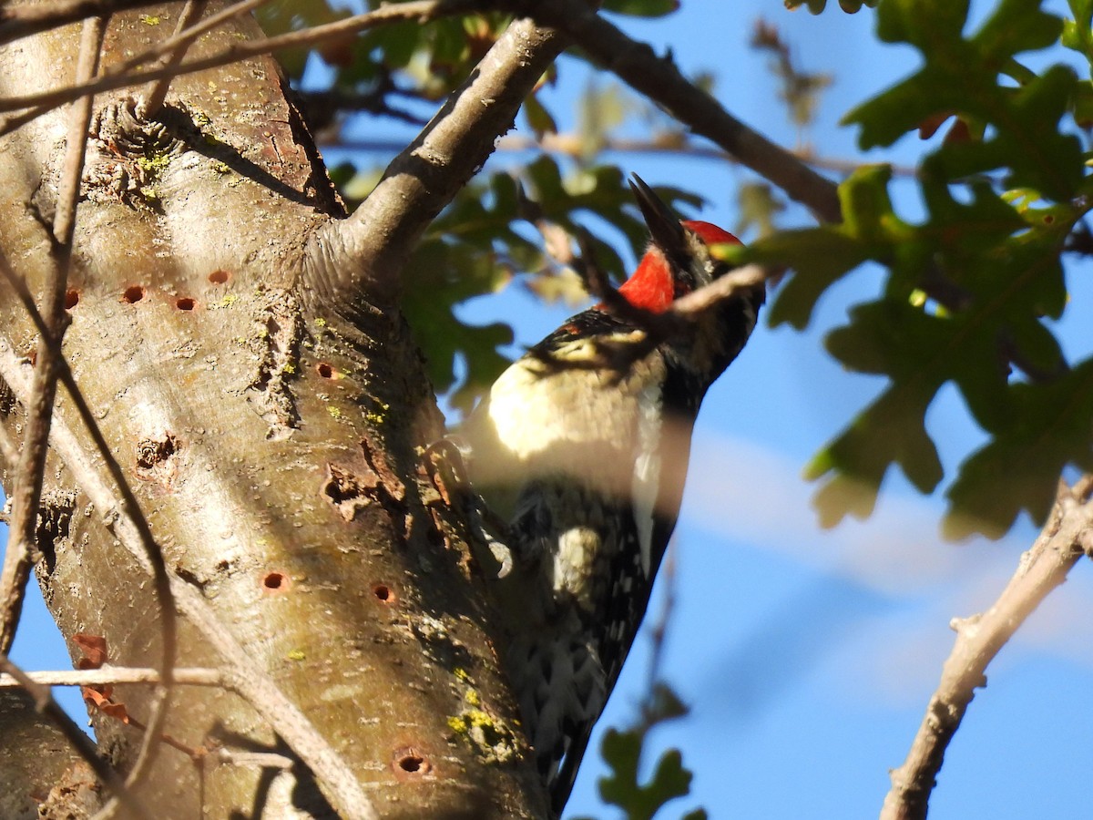 Rotnacken-Saftlecker - ML644346170