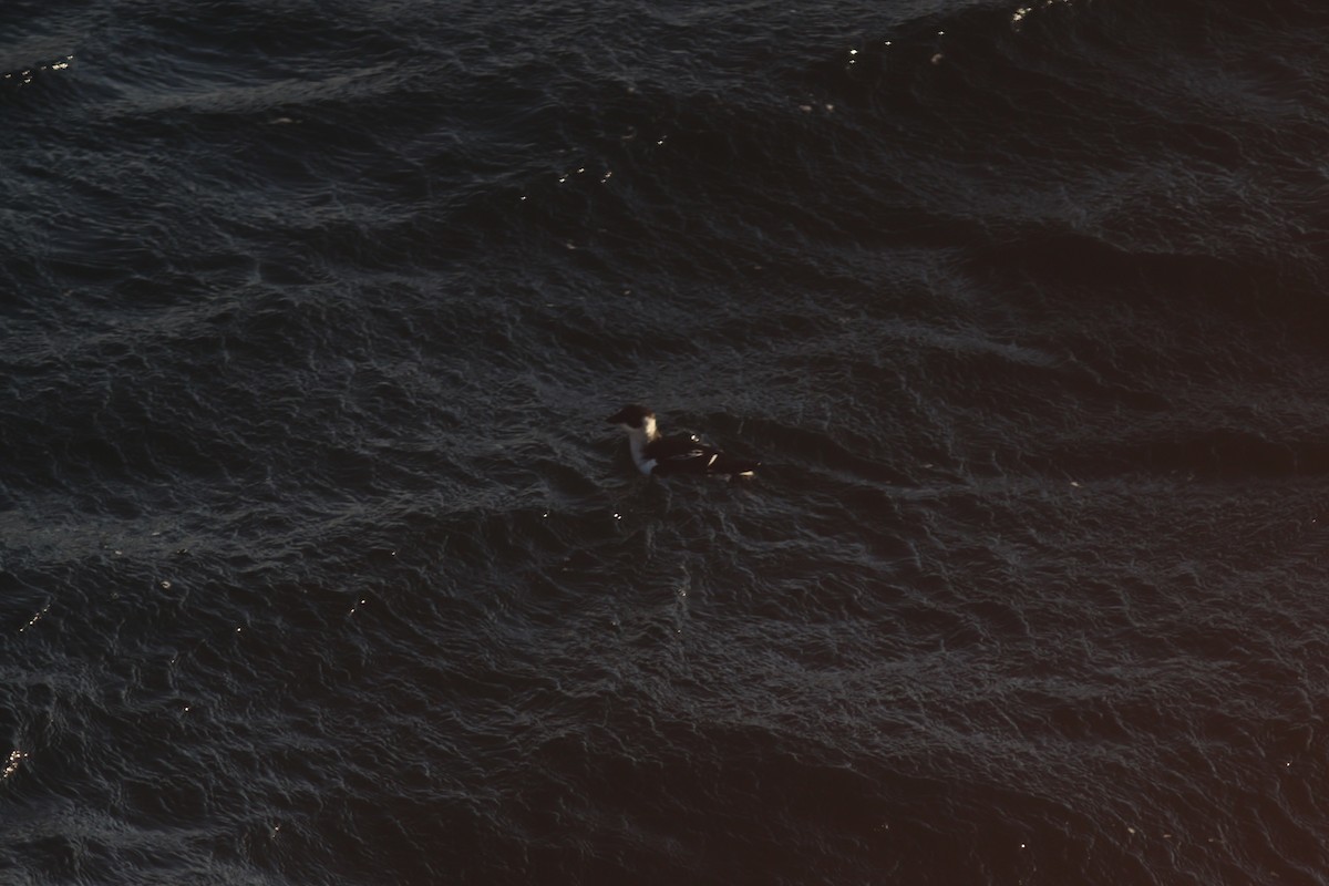 Люрик - ML644346177