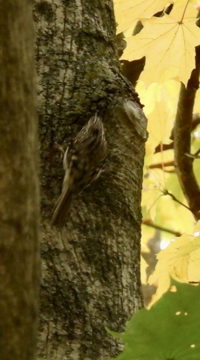 Brown Creeper - ML644346189