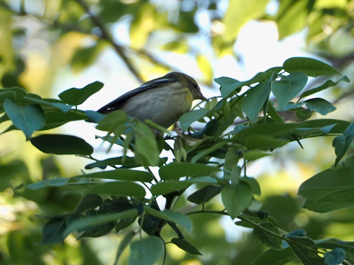 סבכון כתום-גרון - ML644346197