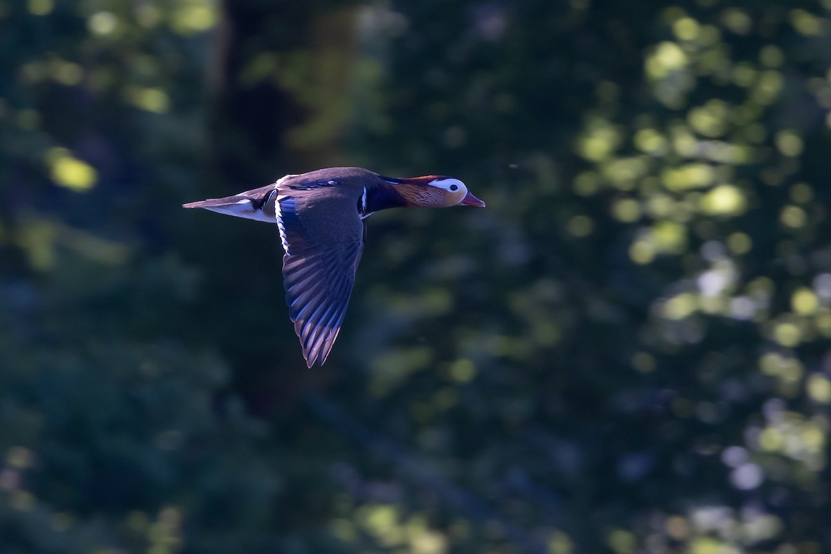 Pato Mandarín - ML644346206