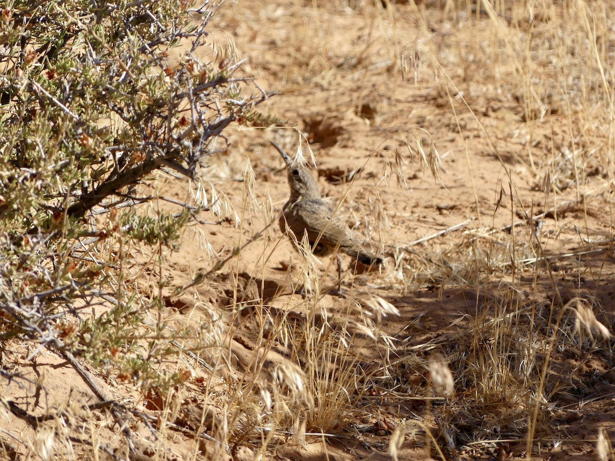Rock Wren (Northern) - ML644346208