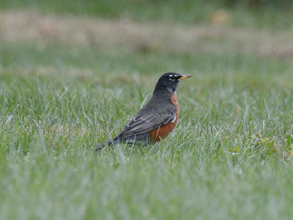 コマツグミ - ML644346210