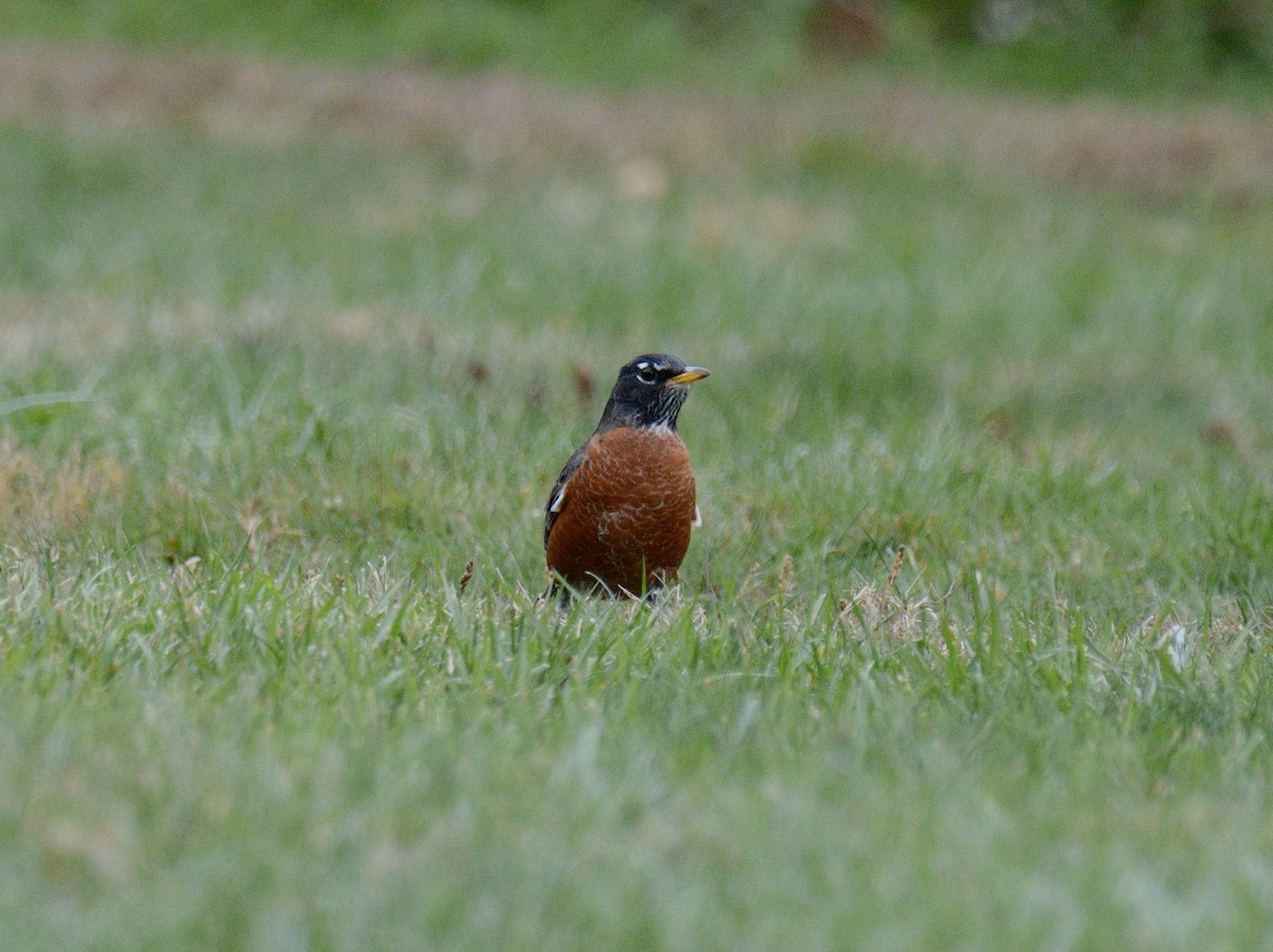 コマツグミ - ML644346211