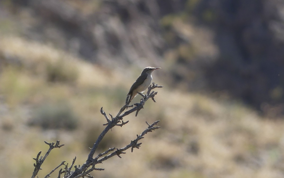 Rock Wren (Northern) - ML644346222