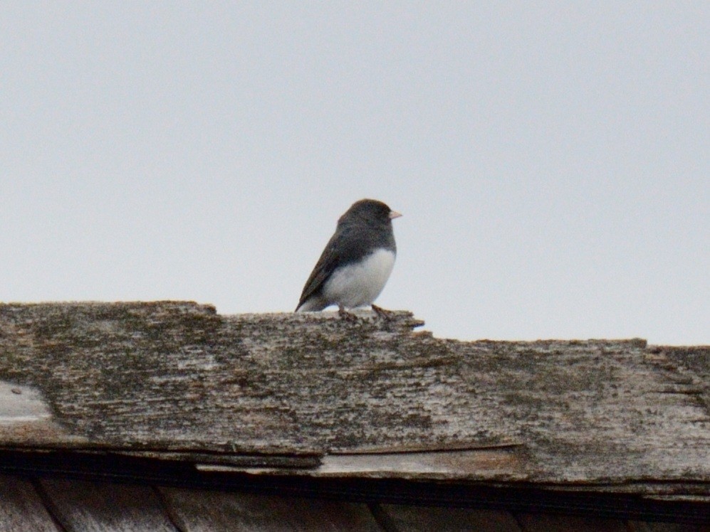 ユキヒメドリ（hyemalis／carolinensis） - ML644346230