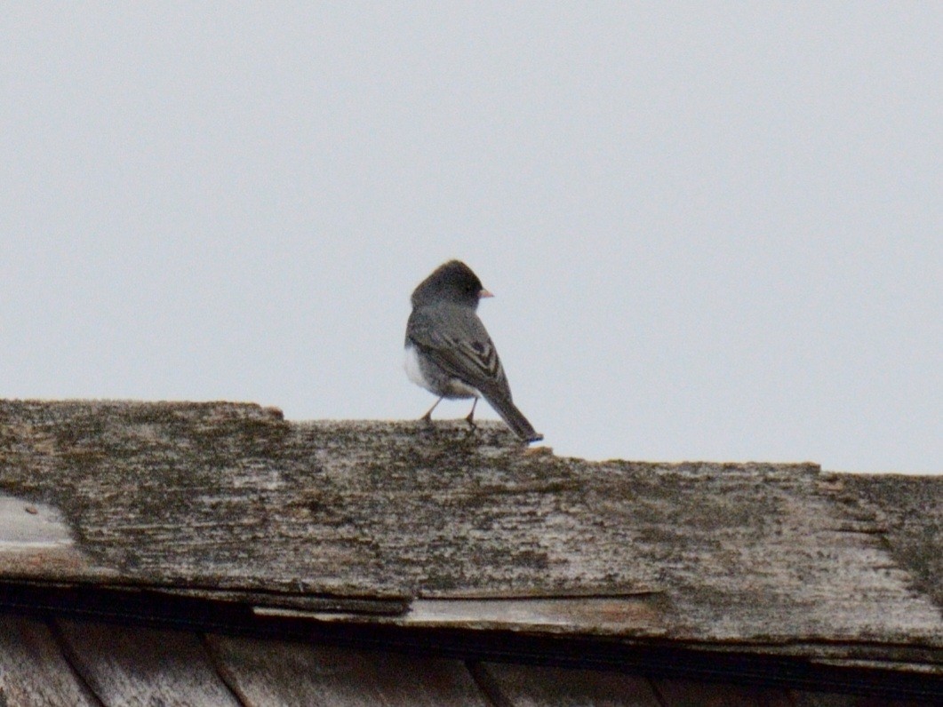 ユキヒメドリ（hyemalis／carolinensis） - ML644346231