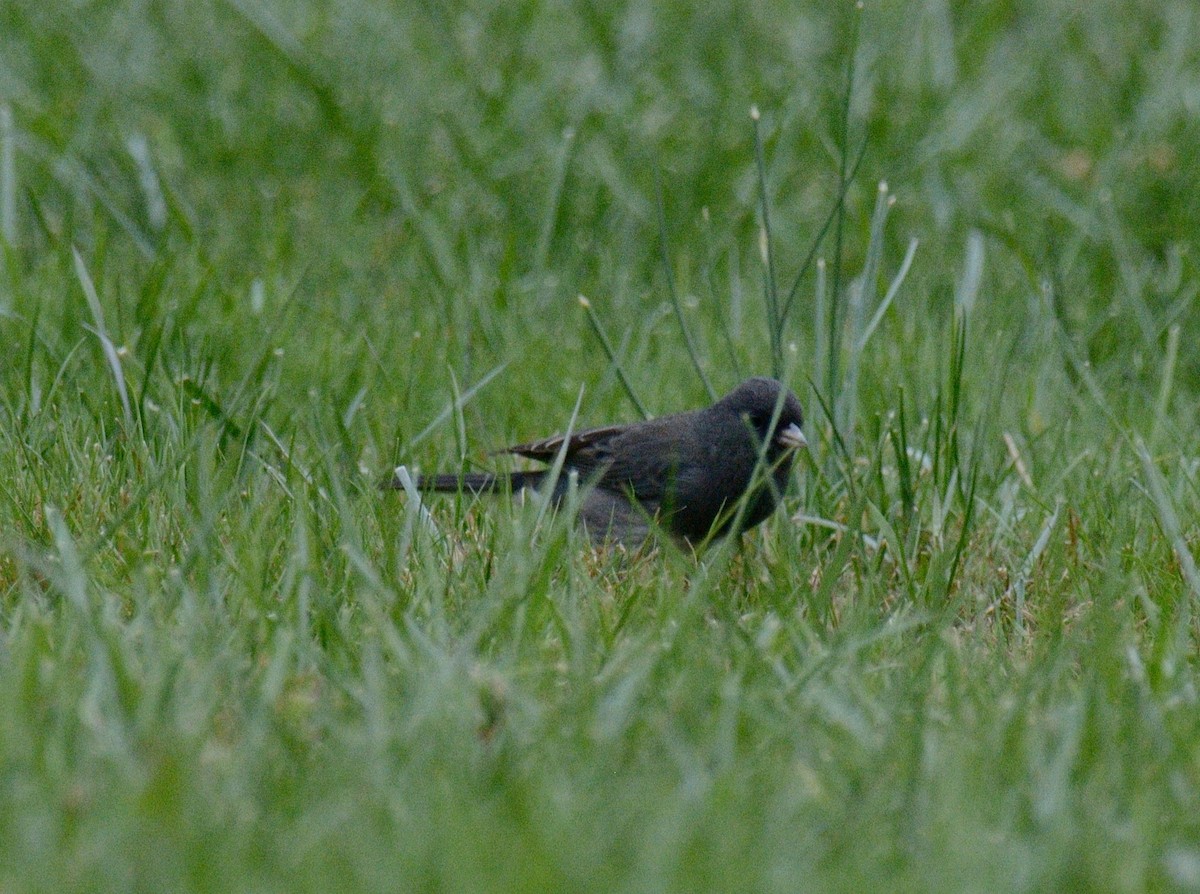 ユキヒメドリ（hyemalis／carolinensis） - ML644346232