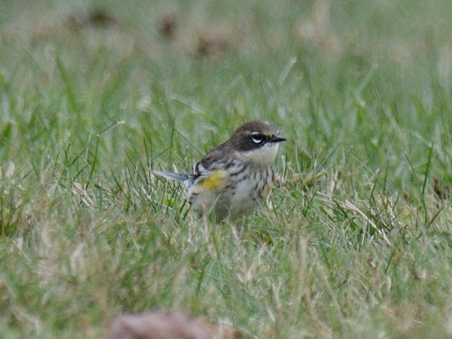 キヅタアメリカムシクイ（coronata） - ML644346244
