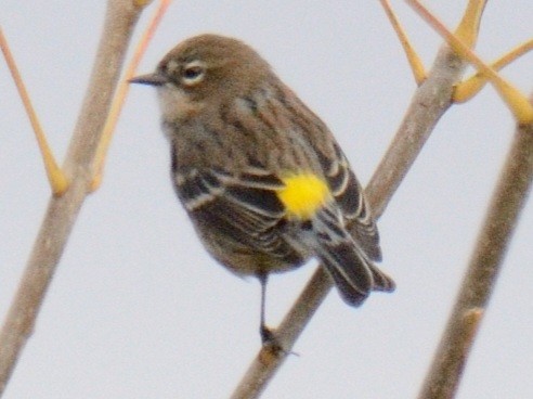 キヅタアメリカムシクイ（coronata） - ML644346245