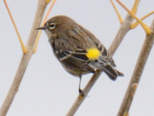 キヅタアメリカムシクイ（coronata） - ML644346246