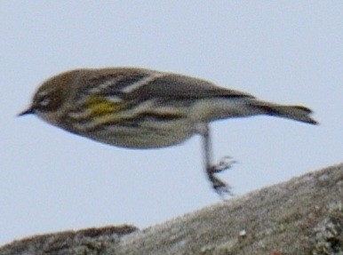 キヅタアメリカムシクイ（coronata） - ML644346247