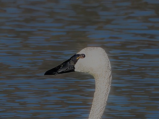 Tundra Swan - ML644346251